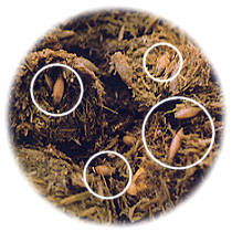 maggots in manure