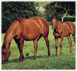 Mare and Foal