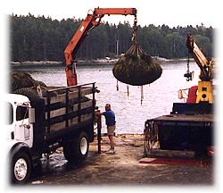 hoisting freshly harvested loads onto trucks for shipping
